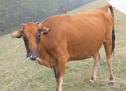 卡曼和萨克雷合伙买下一头牛作为食物_虎扑N