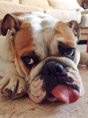 巴尔特拉推特:祝大家周日快乐!.