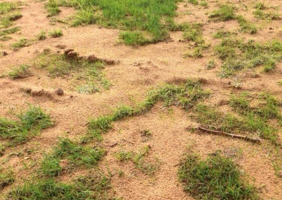 中超福音!建业欲改善主场草皮,两周后改观_虎