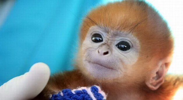 猴宝宝  北京时间1月16日,旧金山动物园的一只猴子因勇士的出色表现