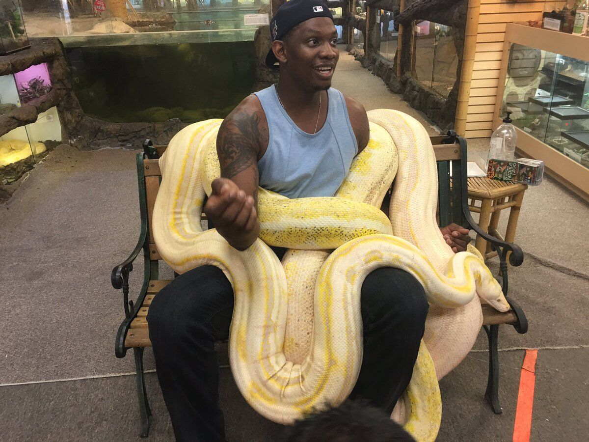 胆小者勿入!塞拉芬身盘黄金蟒