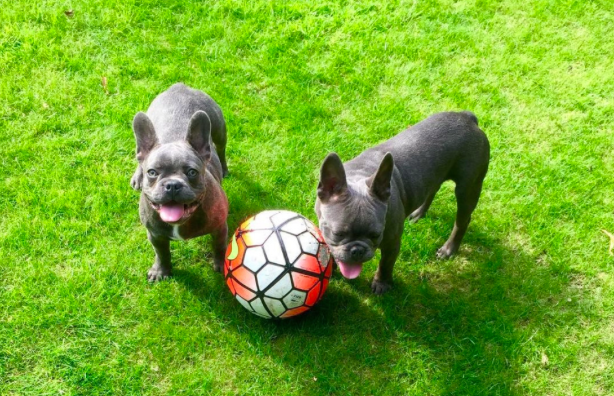 太阳报:曼联派专家帮助拉什福德训练爱犬_虎扑