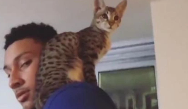 西蒙斯发视频晒萌猫,透露恢复状况良好