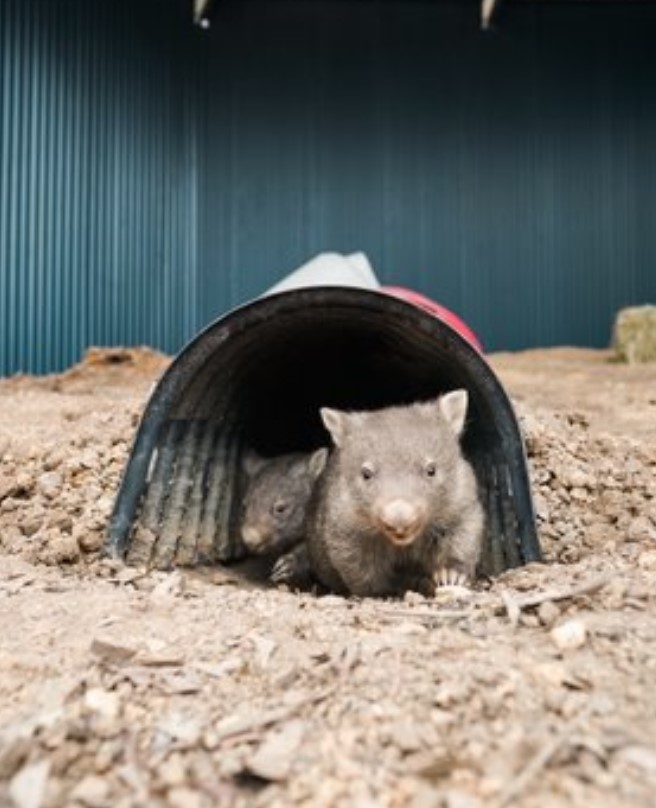 米爾斯介紹此前幫助建造的動物避難所：願動物早日回歸野外 運動 第3張