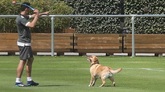 大战前的放松！胡梅尔斯带爱犬进行训练