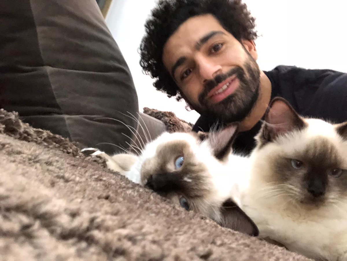 爱猫人士萨拉赫：埃及要出口流浪猫狗？不可以！
