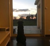 心都碎了，萨拉的狗狗还一直在等着主人回来