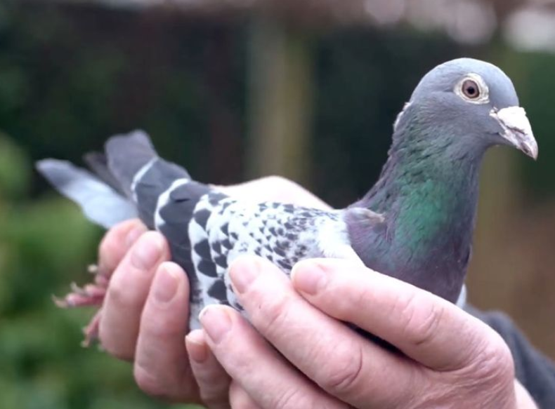 一只鸽子号称鸽子界梅西c罗,以100万镑价格被售出