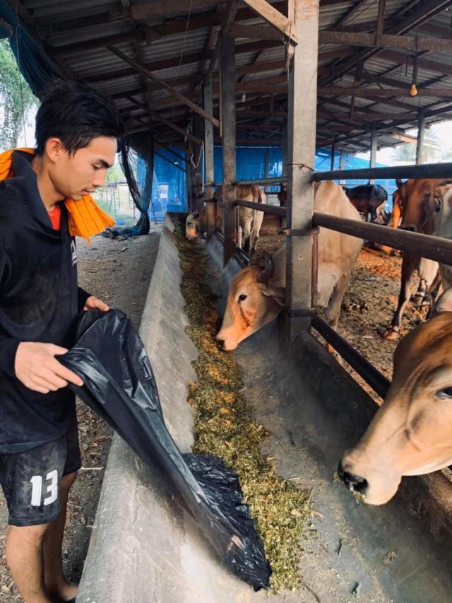 穷人的孩子早当家！联赛停摆泰国球员回家务农当放牛娃